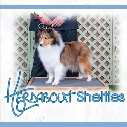 Click here for Shelties